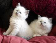 beautiful Radgoll kittens for sale