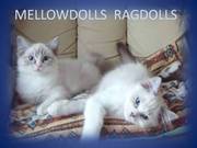 Mellowdolls Ragdolls Seal Kittens Ready Now