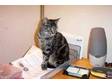 Free to good home,  female tabby cat,  1 1/2 yrs old, ....