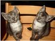 Egyptian Mau Kittens for Sale
