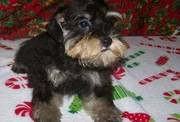 Miniature Schnauzer Puppies Available To Good Homes