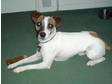Parsons jack russel stud dog / not for sale. I have a....