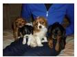 Gorgeous Cavalier King Charles Puppies. All colours.....
