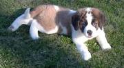 saint Bernard puppy for sale