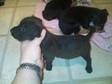 I have a quality litter of black fell pups.