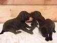 7 gorjus choc/black labrador puppies 4 boys 3girls. for....