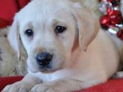 Ready Labrador Retriever Puppies - Xmas cuties