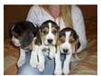 Gorgeous Beagle Puppies. Dogs and Bitches. Tricolours.....