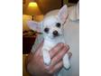 Pedigree KC Registered Smooth Coat Chihuahua Puppies in Ponteland