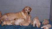 taking Labrador Retriever Puppies for sale