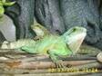 Male Water Dragon,  3 years old,  friendly,  eats well,  no....