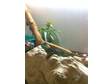 Two water dragon with full set up. 4x2x2 ft beech viv, ....