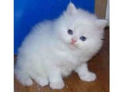 Well trained Persian kitten for rehoming
