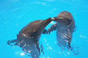 Swim with dolphins in Cancun for $75 USD with Water Park 