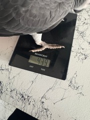 African Grey for adoption 